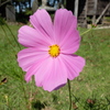 秋桜