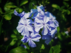 ルリマツリ