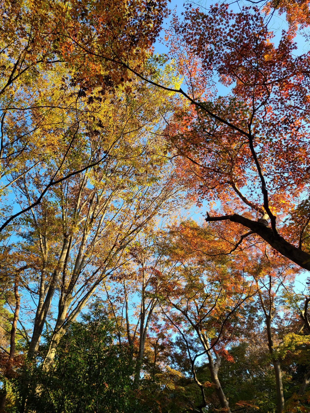 清水公園の紅葉