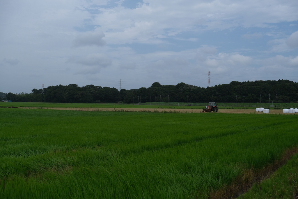 田んぼと牧草地