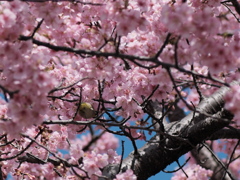 公園の河津桜（２）