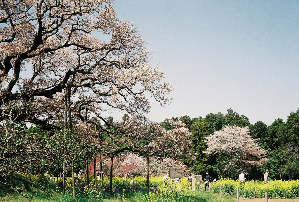 大桜の裏手