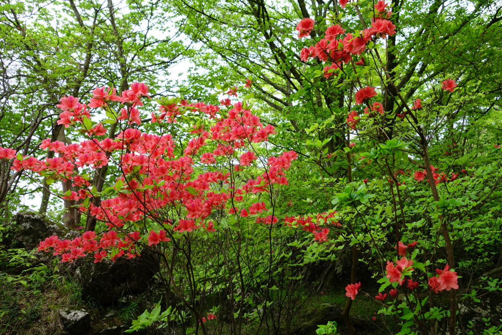 箱根にて