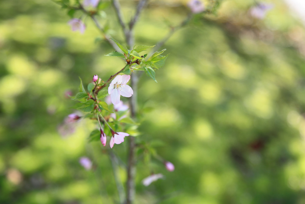 箱根にて