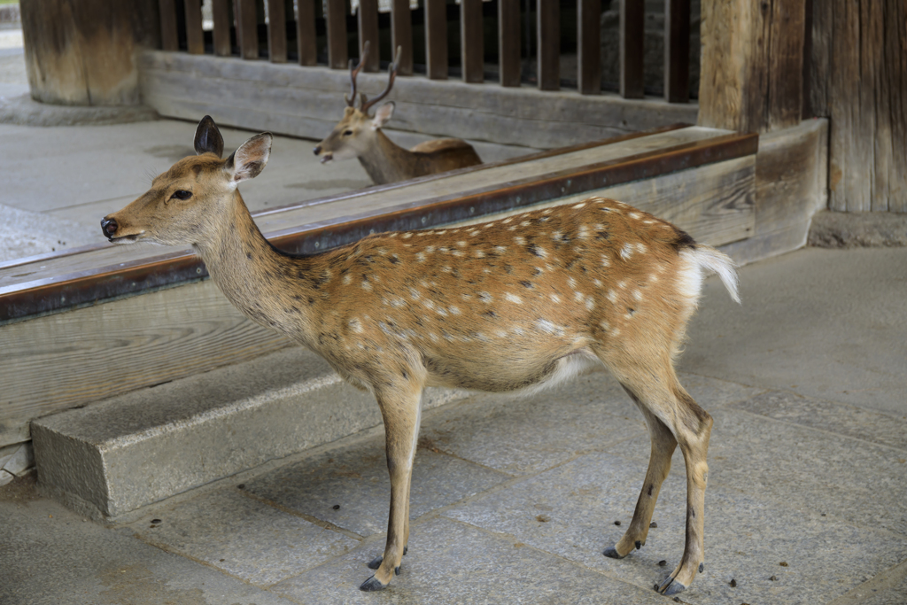 東大寺にて