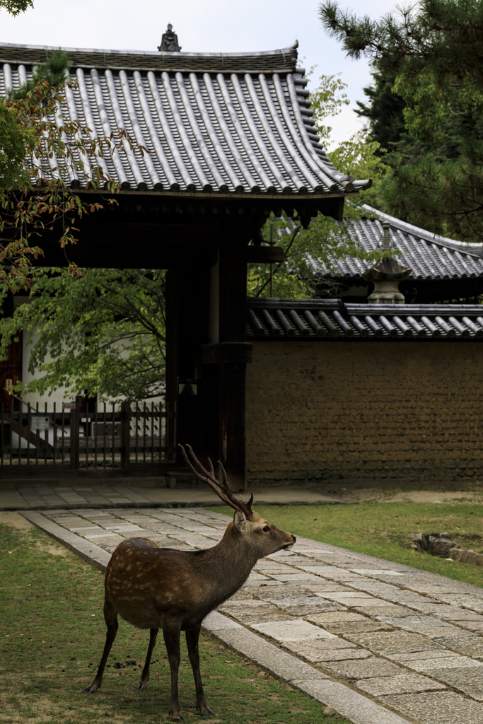 東大寺にて