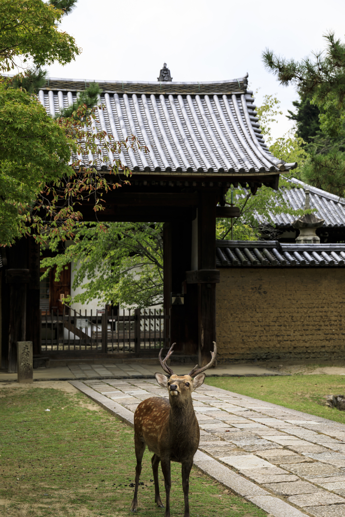 東大寺にて