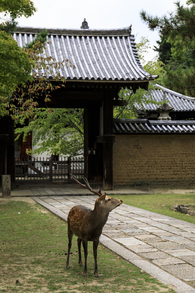 東大寺にて