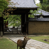 東大寺にて