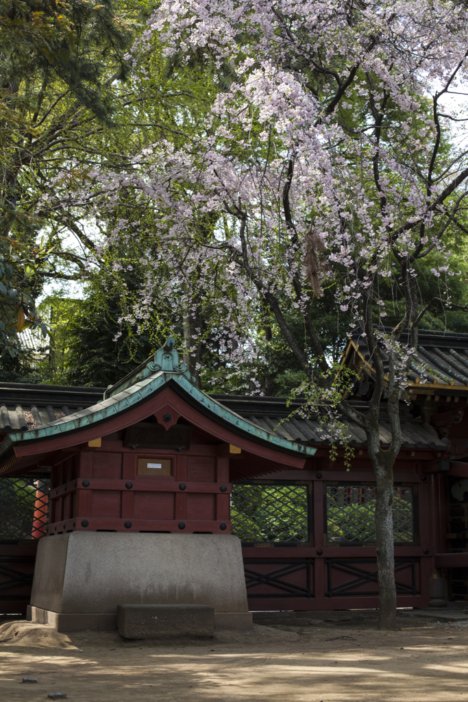 根津神社にて