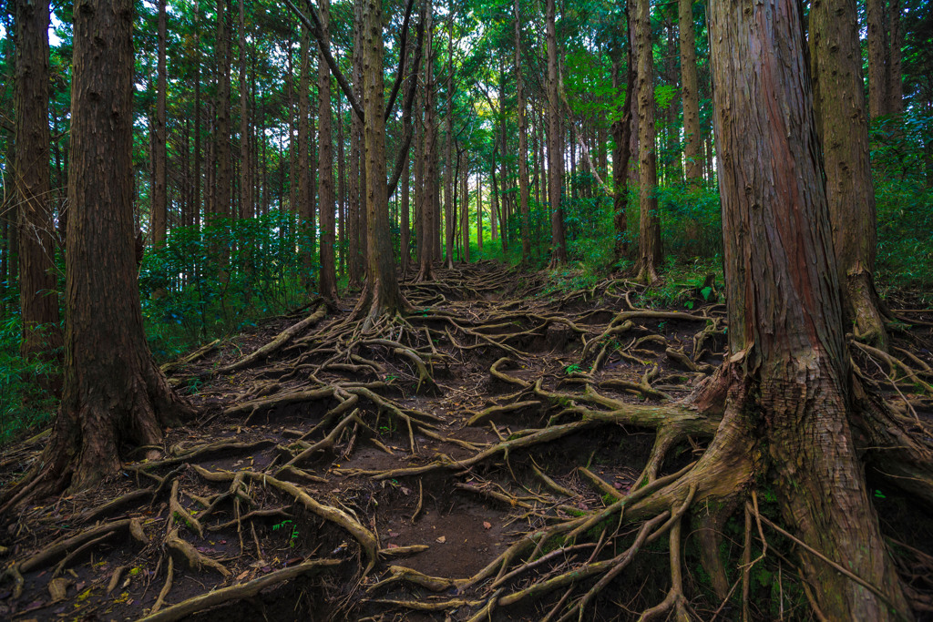 箱根にて