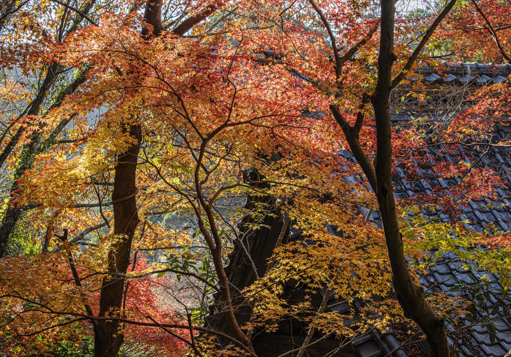 瓦には紅葉が似合う