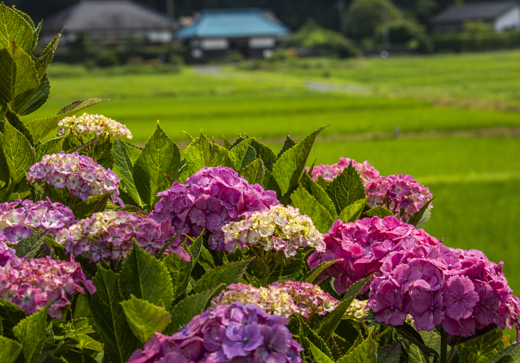 田園風景