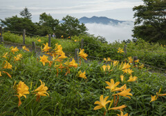 山の華