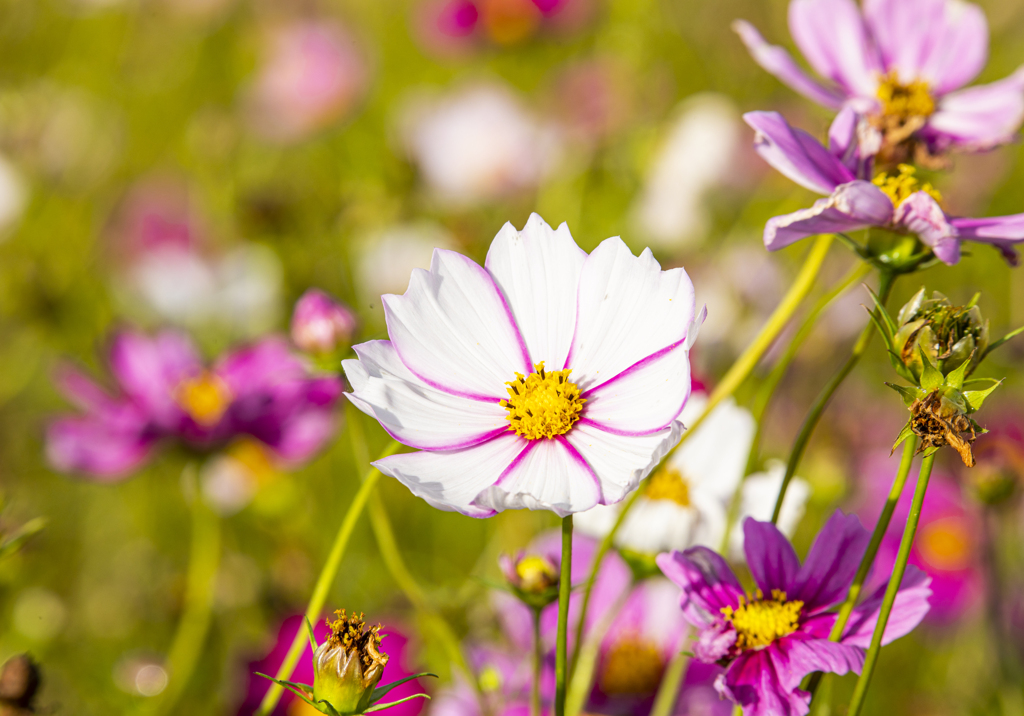 秋の花園