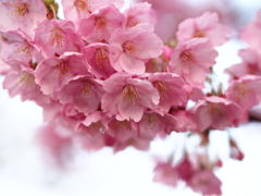 優しい色の桜