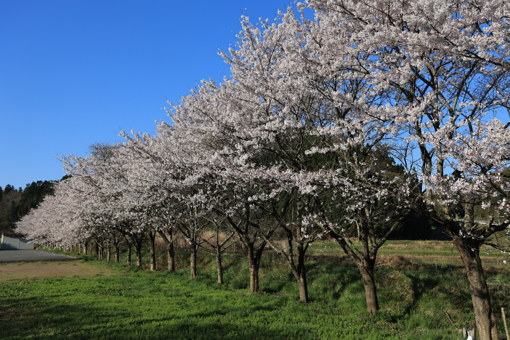 佐渡潟上温泉の桜