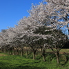 佐渡潟上温泉の桜