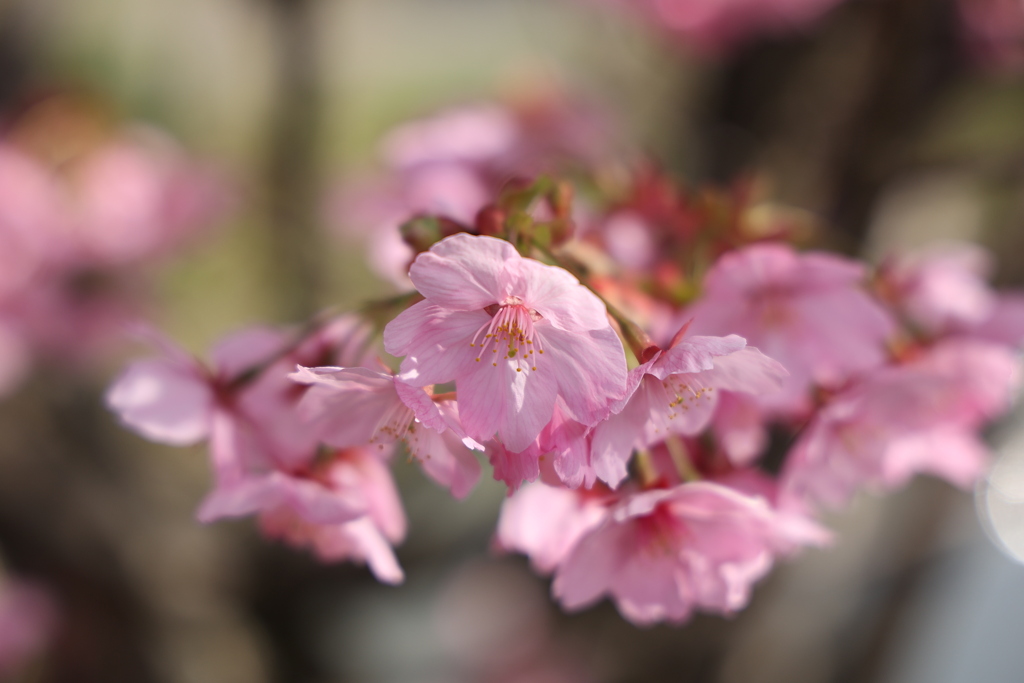 優しく咲く桜