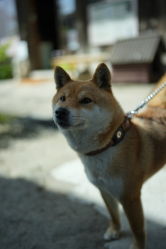 佐渡牡丹寺の副住職コロちゃん