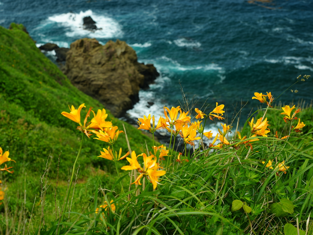 佐渡のトビシマカンゾウ