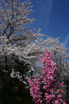 佐渡の桜