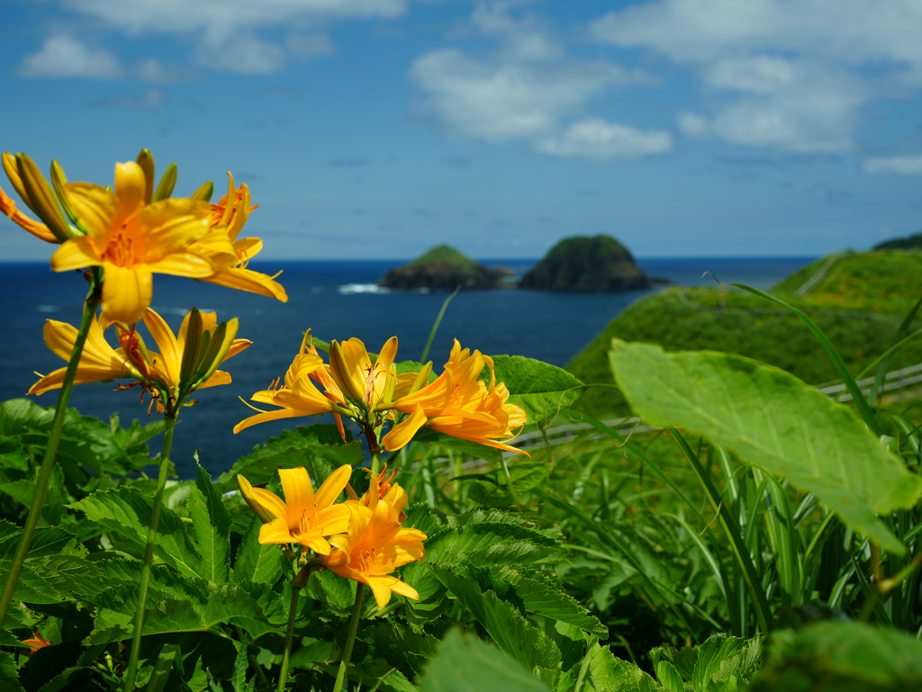 佐渡の花　トビシマカンゾウ