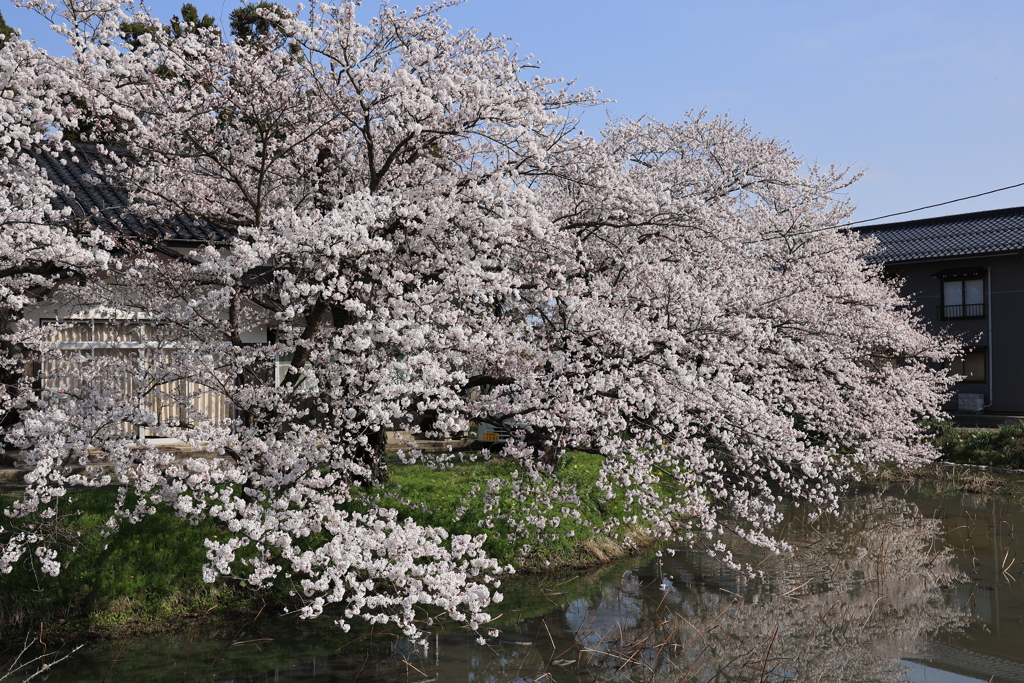 桜満開