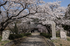 桜の門