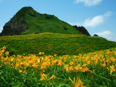 佐渡大野亀のトビシマカンゾウ