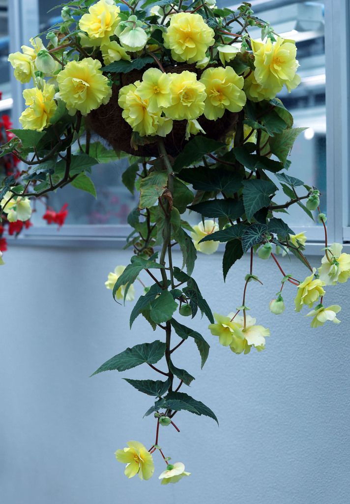 ハンキング・バスケット