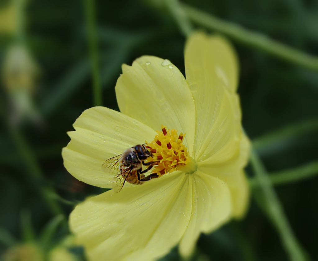 吸蜜のハチさん