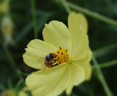 吸蜜のハチさん