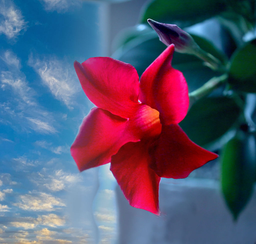 マンデビラ（キョウチクトウ科）