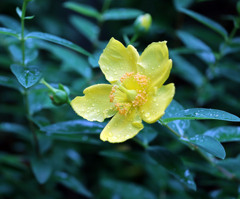 雨に濡れるキンシバイ