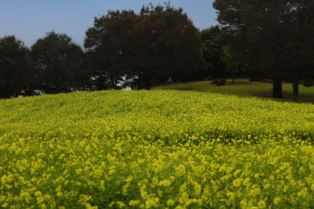 レモンブライトの丘