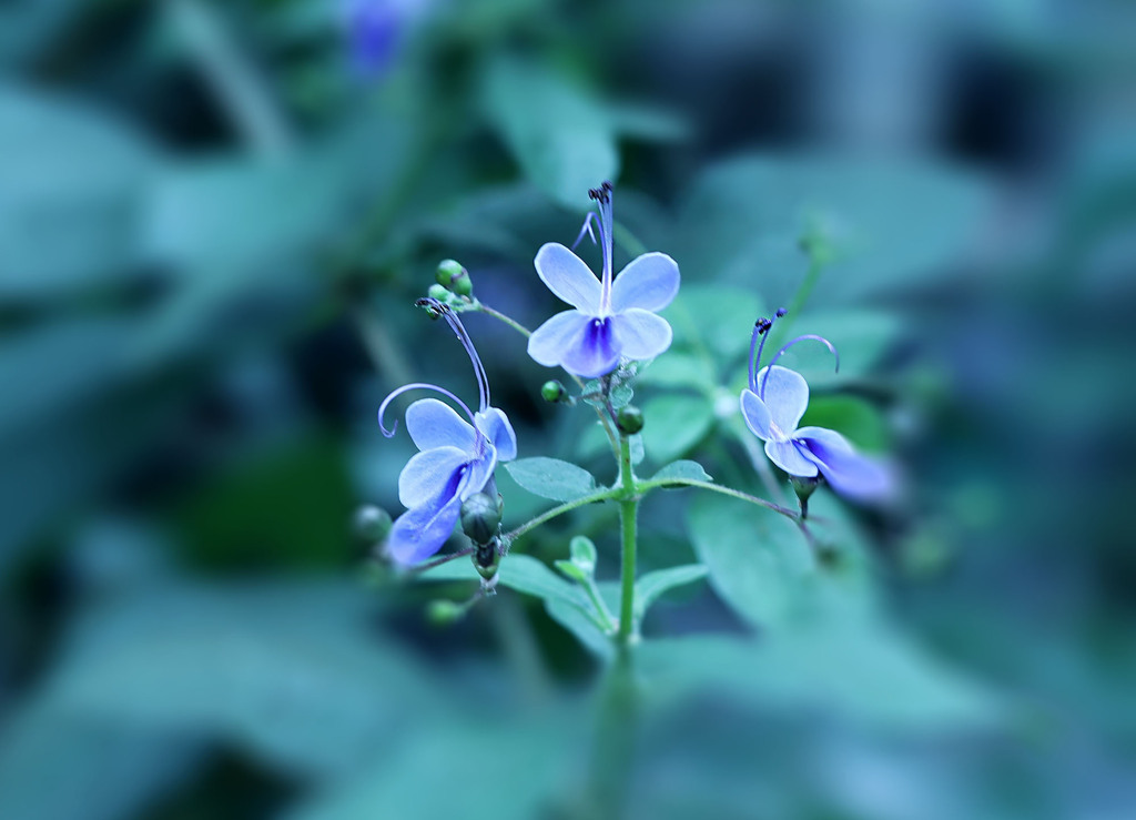 クレロデンドルム・ウガンデンセ