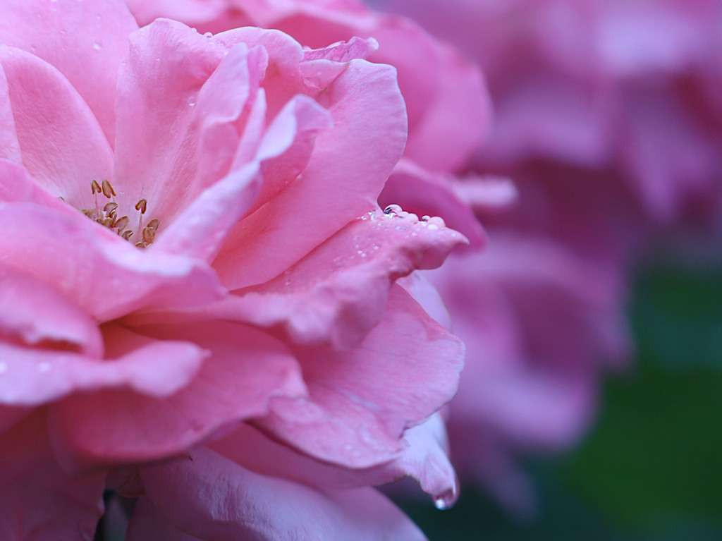 雨粒に打たれながら