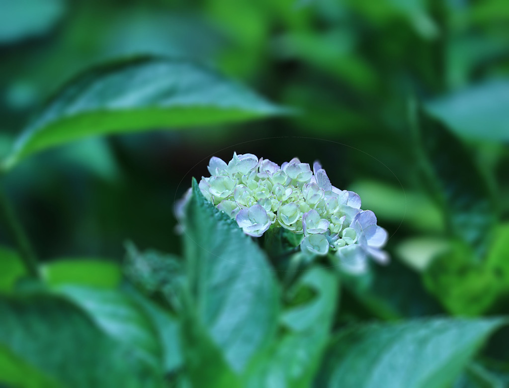 梅雨最後の一枝