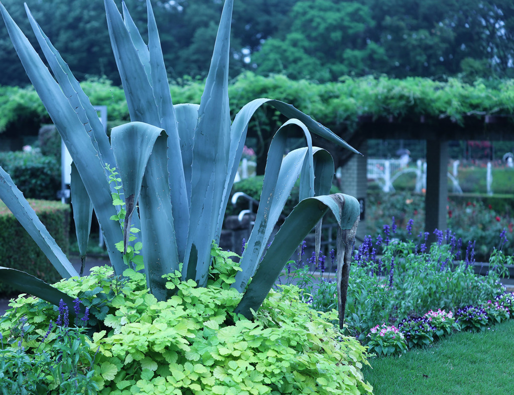 バラ園へのアプローチ