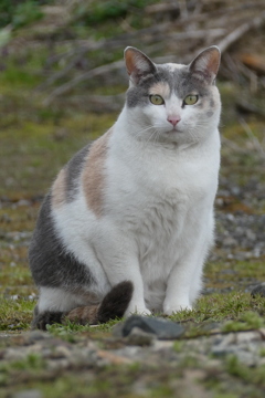 野良猫スナップ