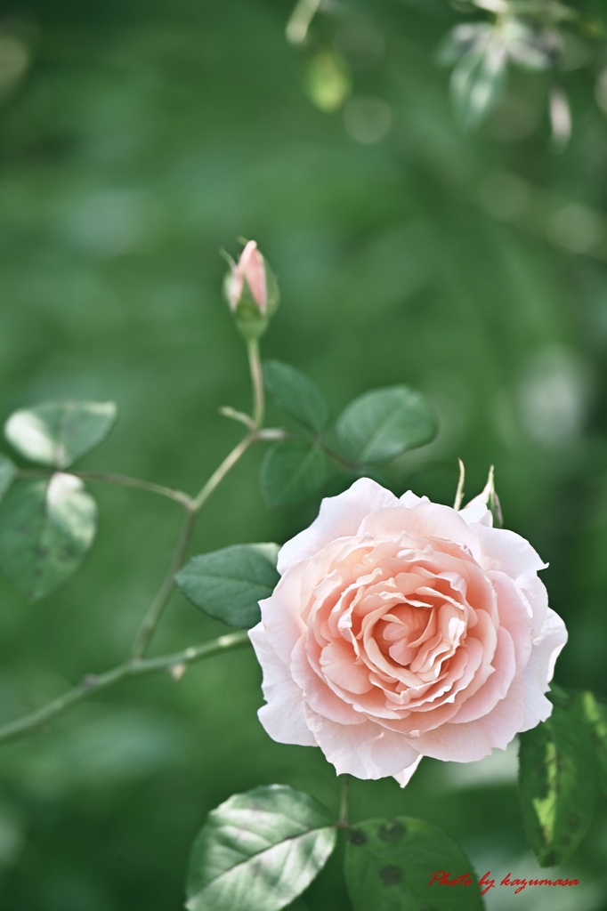 秋薔薇