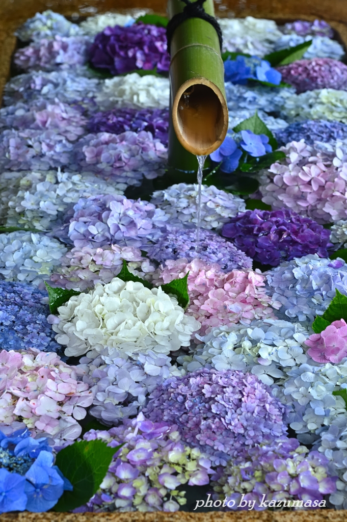 紫陽花の花手水