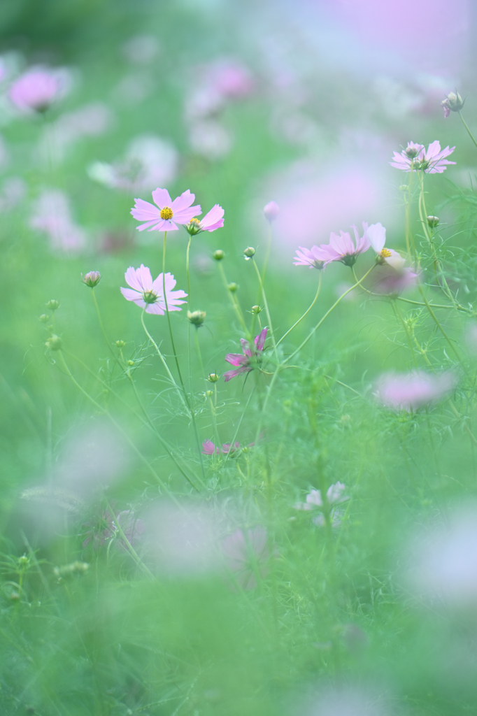 秋桜