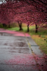 雨中のおかめ桜