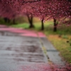 雨中のおかめ桜
