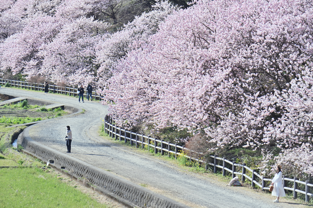 春めき桜