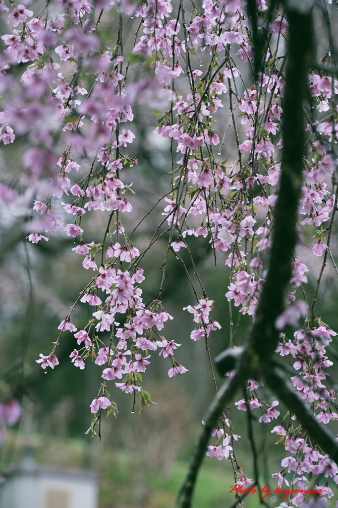 滝桜