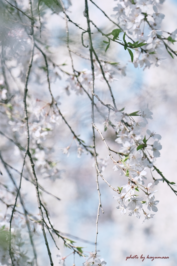 枝垂れ桜