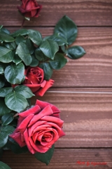 wall　rose